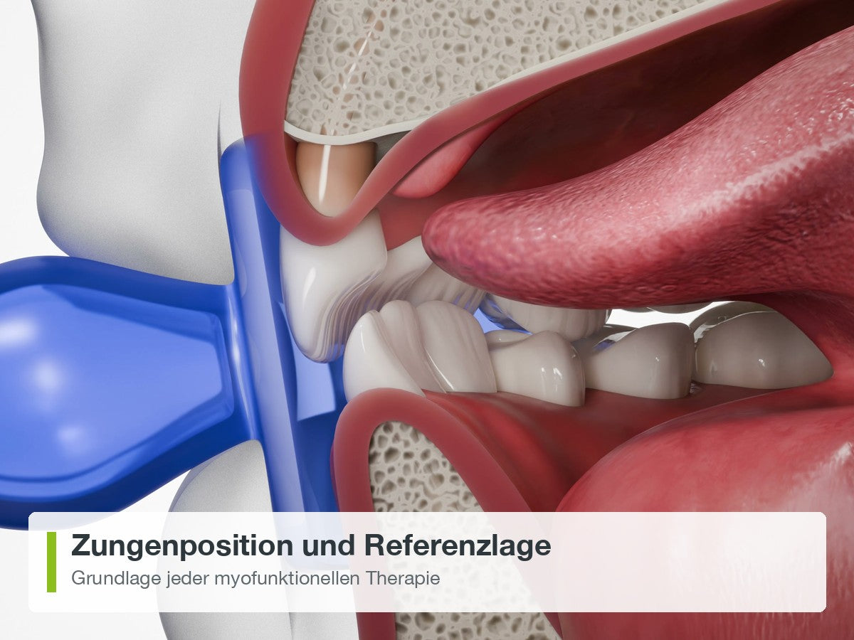 Zungenposition und Referenzlage